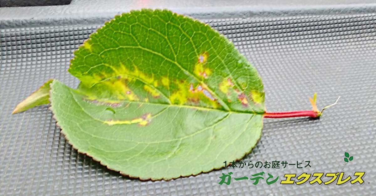 タイワントガリキジラミの症状例2 植木剪定.com